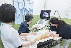 エコー検査中の写真