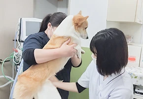 エコー検査中の写真