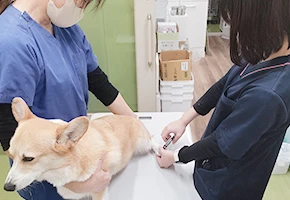 エコー検査中の写真