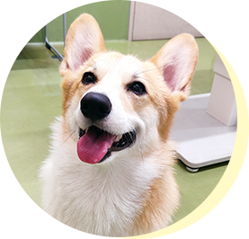 らくくん