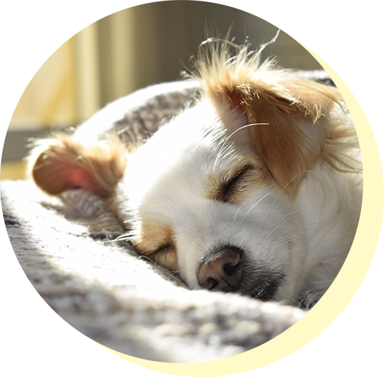 犬