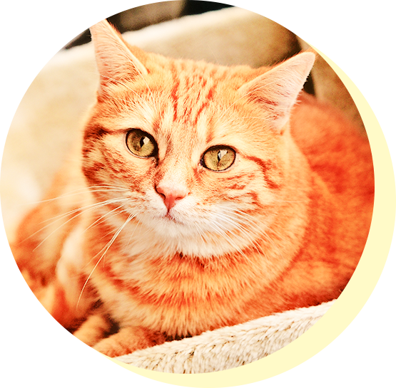 猫