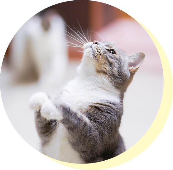 猫